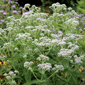 Boneset, Eupatorium Seeds
